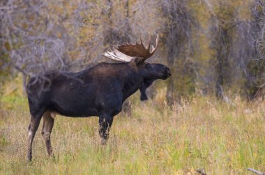 Sonbaharda Wyoming 'de tekdüze bir geyik.