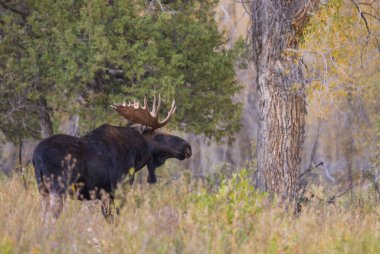 Sonbaharda Wyoming 'de tekdüze bir geyik.