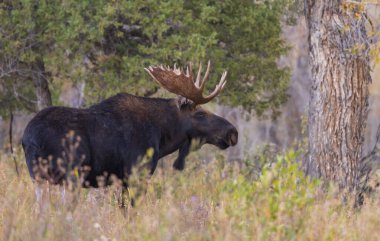 Sonbaharda Wyoming 'de tekdüze bir geyik.