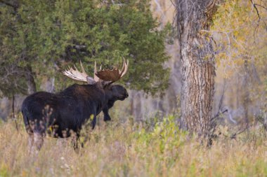 Sonbaharda Wyoming 'de tekdüze bir geyik.