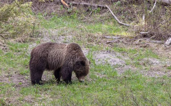 Grizzlybjørn Våren Yellowstone Nasjonalpark – stockfoto
