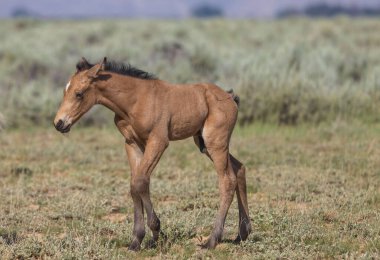 a cute wild horse foal in summer in the Wyoming desert