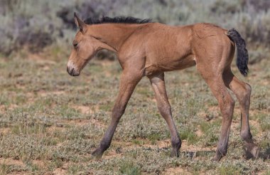 a cute wild horse foal in summer in the Wyoming desert