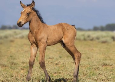 a cute wild horse foal in summer in the Wyoming desert