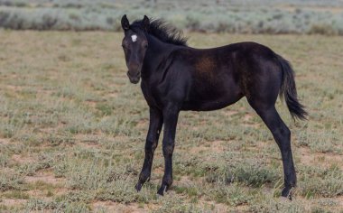 a cute wild horse foal in summer in the Wyoming desert