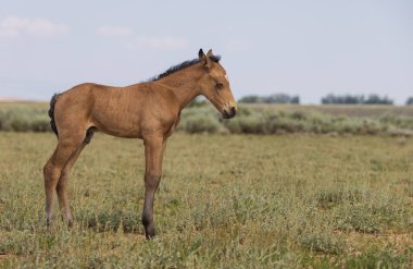 a cute wild horse foal in summer in the Wyoming desert