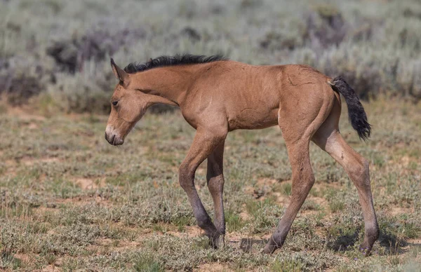 Cute Wild Horse Foal Summer Wyoming Desert — Stock Photo, Image