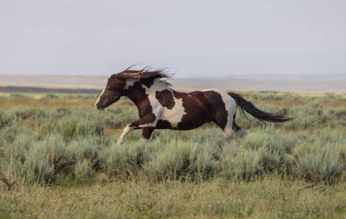 Yazın Wyoming çölünde vahşi bir at.