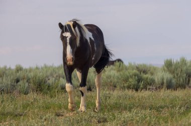 Yazın Wyoming çölünde vahşi bir at.