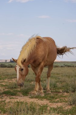 Yazın Wyoming çölünde vahşi bir at.