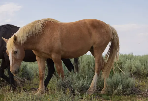 Yazın Wyoming çölünde vahşi bir at.