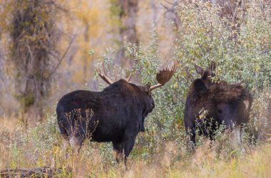 Wyoming 'de sonbaharda monoton bir sonbahar sırasında bir boğa ve inek geyiği.