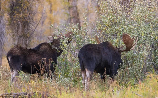 Wyoming 'de sonbaharda monoton bir sonbahar sırasında bir boğa ve inek geyiği.