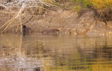 Nehir Samuru Wyoing 'de sonbaharda bir nehir kıyısında balık yiyor.