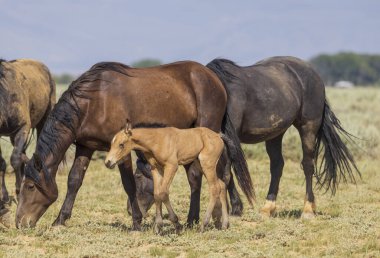 wild horses in summer in the Wyoming desert