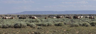 wild horses in summer in the Wyoming desert