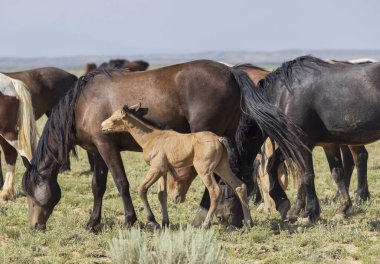 wild horses in summer in the Wyoming desert