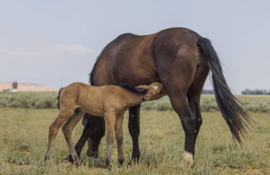 Yazın Wyoming Çölü 'nde vahşi bir kısrak ve tay.