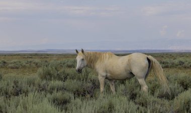 Yazın Wyoming çölünde vahşi bir at.