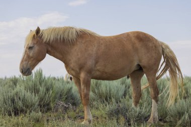 Yazın Wyoming çölünde vahşi bir at.