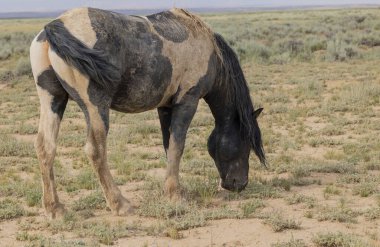 Yazın Wyoming çölünde vahşi bir at.