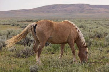 Yazın Wyoming çölünde vahşi bir at.
