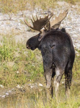 Sonbaharda Wyoming 'de tekdüze bir geyik.