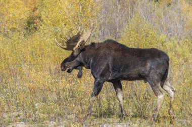 Sonbaharda Wyoming 'de tekdüze bir geyik.