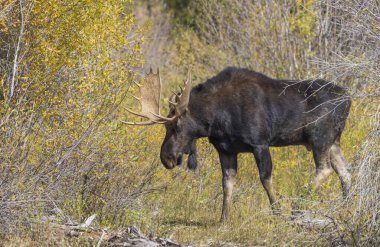 Sonbaharda Wyoming 'de tekdüze bir geyik.