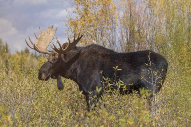 Sonbaharda Wyoming 'de tekdüze bir geyik.