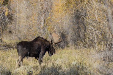 Wyoming 'deki sonbahar monotonluğu sırasında bir geyik.