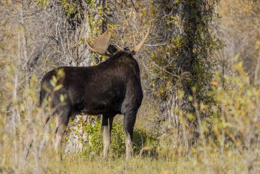 Wyoming 'deki sonbahar monotonluğu sırasında bir geyik.