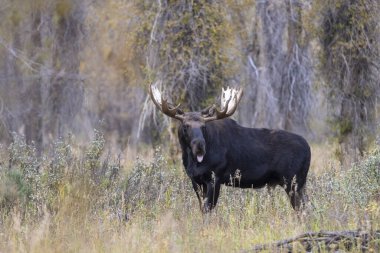 Grand Teton Ulusal Parkı 'nda sonbaharda bir geyik.