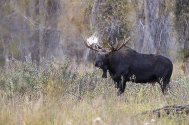 Grand Teton Ulusal Parkı 'nda sonbaharda bir geyik.