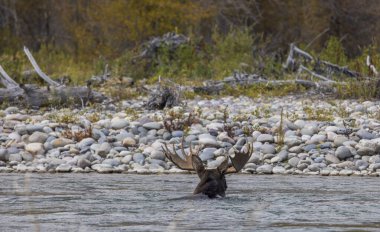 Grand Teton Ulusal Parkı 'nda sonbaharda Yılan Nehri' ni geçen bir geyik.