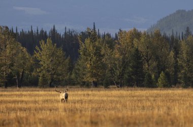 Sonbaharda Wyoming 'de tekdüze bir geyik.