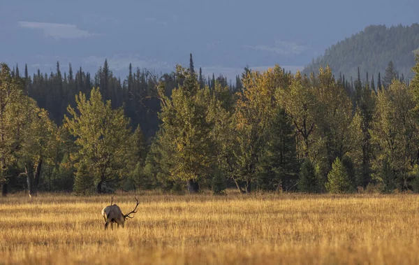 Sonbaharda Wyoming 'de tekdüze bir geyik.