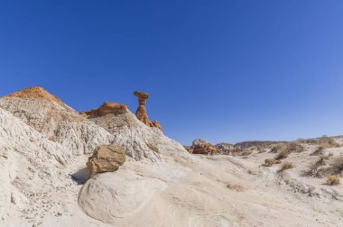 Utah 'taki Grand Staircase-Escalante Ulusal Anıtı' ndaki zehirli mantarlar.