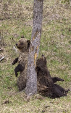 Baharda Yellowstone Ulusal Parkı Wyoming 'de bir çift boz ayı.