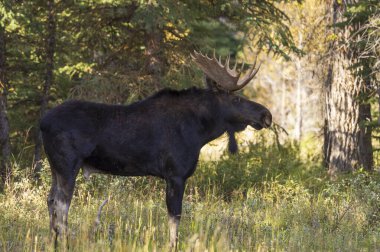 Sonbaharda Wyoming 'de monoton bir geyik.