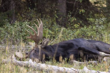 Sonbaharda Wyoming 'de tekdüze bir geyik.