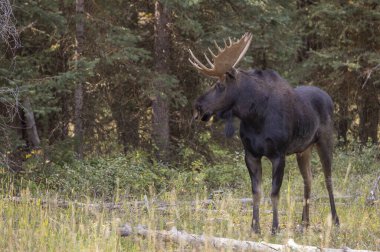 Sonbaharda Wyoming 'de tekdüze bir geyik.