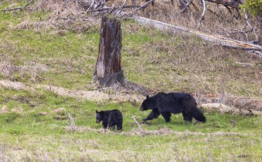 Baharda Yellowstone Ulusal Parkı Wyoming 'de siyah bir ayı ve yavruları var.