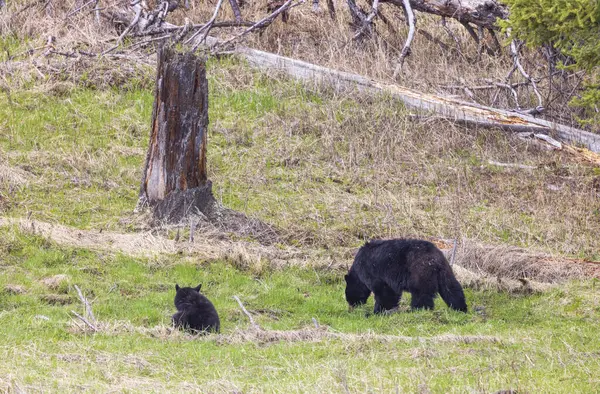 Baharda Yellowstone Ulusal Parkı Wyoming 'de siyah bir ayı ve yavruları var.