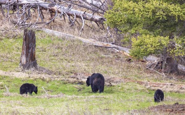 Black Bear Sow Cubs Yellowstone National Park Wyoming Springtime — Stock Photo, Image