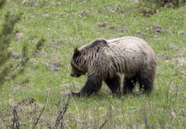 Baharda bir boz ayı Yellowstone Ulusal Parkı Wyoming 'de