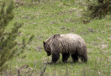 Baharda bir boz ayı Yellowstone Ulusal Parkı Wyoming 'de