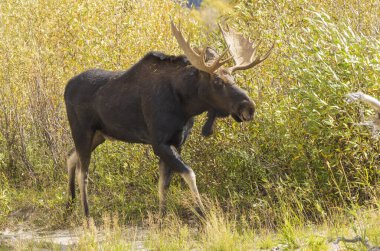 Wyoming 'deki sonbahar monotonluğu sırasında bir geyik.