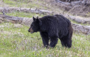 Yellowstone Ulusal Parkı Wyoming 'de baharda bir kara ayı.