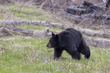 Yellowstone Ulusal Parkı Wyoming 'de baharda bir kara ayı.
